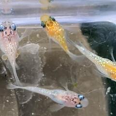 【宝石箱💎🧡🩷】メダカ ラメ 針子 10匹 👶 月華 夜桜 だる...