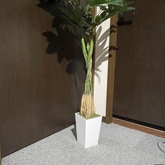 パキラ　フェイクグリーン