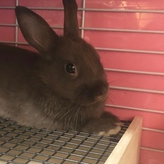 ネザーランドドワーフ