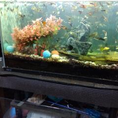 熱帯魚、グッピー