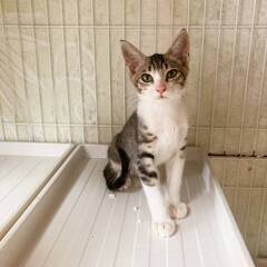 in岡崎市☆子猫たくさん！保護猫をオウチに迎えよう☆2024年1...