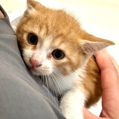 【相談中・募集停止中】《かわいい茶白のオスの赤ちゃん》1匹の里親募集！