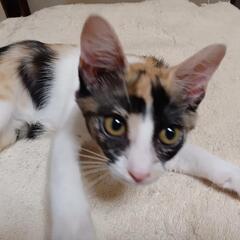 ２才メス猫「オト」の里親様を急募中
