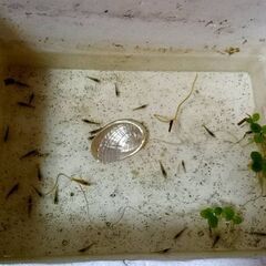 【ペット用】ミナミヌマエビ　30匹　1000円　【生餌お断り<(_ _)>】の画像