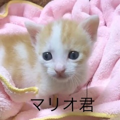 可愛い子猫のマリオくん