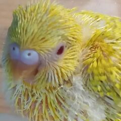 1手乗りセキセイ0月１日入荷詳しく③の画像