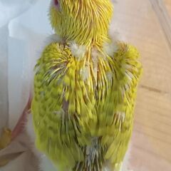 1手乗りセキセイ0月１日入荷詳しく③ - 春日部市