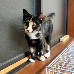 ただいま募集を停止しています
