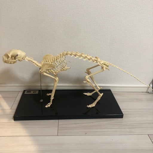 骨格標本　猫　レプリカ