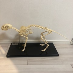 骨格標本の中古が安い！激安で譲ります・無料であげます｜ジモティー