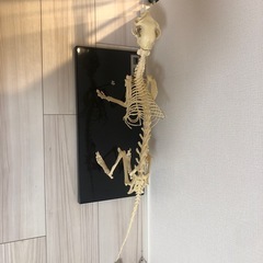 骨格標本　猫　レプリカの画像