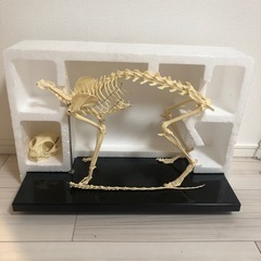 骨格標本　猫　レプリカの画像