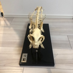 骨格標本　猫　レプリカの画像