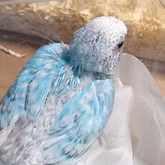 1手乗りセキセイヒナ0月１日入荷詳しく⑥
