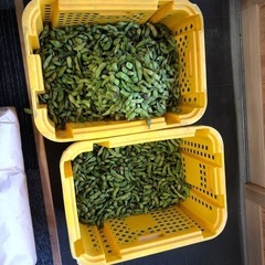 生産者が食べているものです。丹波篠山産黒枝豆さや2k！訳あり！選...