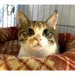 可愛いお顔の三毛ちゃん★　譲渡会に出ます♪