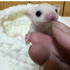 フクロモモンガ　決まりました。