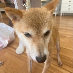 豆柴 − 大分県
