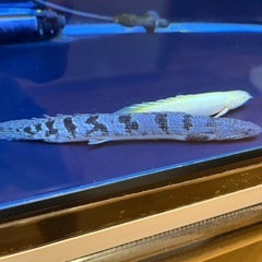 ポリプテルス デルヘッジ　ロイヤルバンドの画像