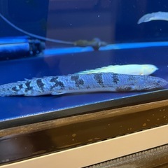 ポリプテルス デルヘッジ　ロイヤルバンド