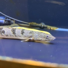 ポリプテルス デルヘッジ　ロイヤルバンドの画像