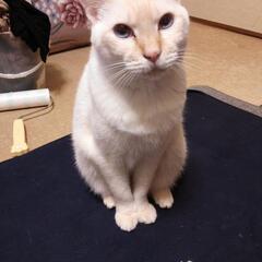 片っ端から喫茶店風