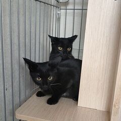 秋の子にゃん４✦黒ちゃん姉妹 - 猫