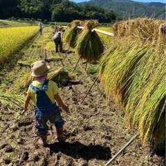 飯田市でお渡し可★完全無農薬🌾新米🌾ハザ掛け米🌾5kg〜