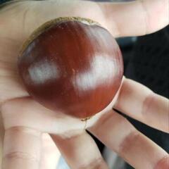 秋の味覚 生栗 セットの場合値下げの画像