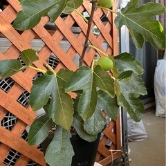 豊産性！！実つきイチジク鉢植え