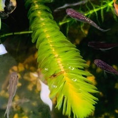 【10/5受け渡し先決定】②メダカと混泳エビお掃除屋さん(^^)の画像