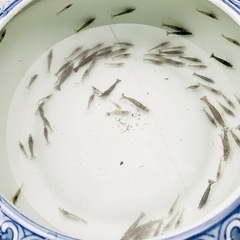 【10/5受け渡し先決定】②メダカと混泳エビお掃除屋さん(^^)