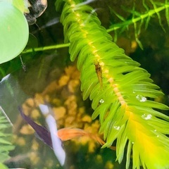 【10/5受け渡し先決定】②メダカと混泳エビお掃除屋さん(^^)の画像