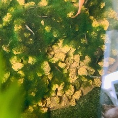 【10/5受け渡し先決定】②メダカと混泳エビお掃除屋さん(^^)の画像