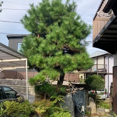 植木の剪定、伐採致します😊