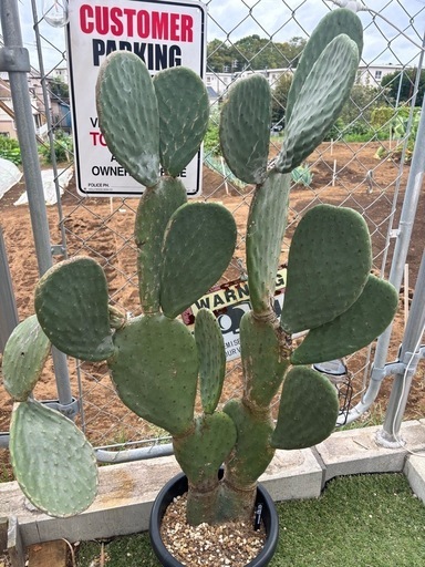 値下げ★団扇サボテン　ウチワサボテン　バーバンク