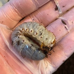 無料！！　残り10　熊本産カブトムシ　3齢初期　幼虫　親♂大型