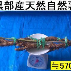 名水の里！黒部産 天然自然薯1本で ≒570ｇ