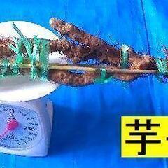 名水の里！黒部産 天然自然薯1本で ≒570ｇの画像