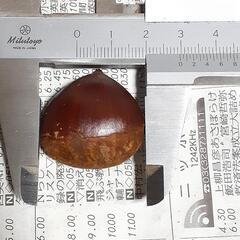 茨城産　生栗　無農薬　10月２日　朝収穫　手応えないのでごみ処分しました　正味約1.7kg、サイズはミックスです。本日お取引出来る方、最初にお問い合わせされた方優先致します。価格相談可の画像