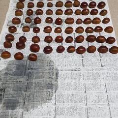 茨城産　生栗　無農薬　10月２日　朝収穫　手応えないのでごみ処分しました　正味約1.7kg、サイズはミックスです。本日お取引出来る方、最初にお問い合わせされた方優先致します。価格相談可の画像