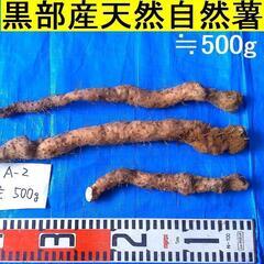 名水の里！黒部産 天然自然薯3本で ≒500ｇ