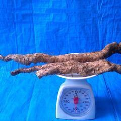 名水の里！黒部産 天然自然薯3本で ≒500ｇの画像