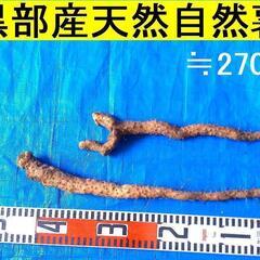 名水の里！黒部産 天然自然薯2本で ≒270ｇ
