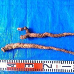 名水の里！黒部産 天然自然薯2本で ≒270ｇの画像