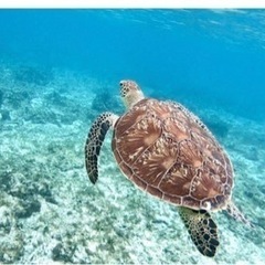 １０月７日(月)午前中から海亀探し行きませんか？？