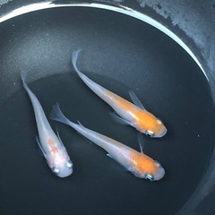 メダカ　小町スワロー　ランダム12匹　241002