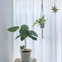 【ご希望の日時をお知らせください】プラントハンガー　マクラメ　2点セットの画像