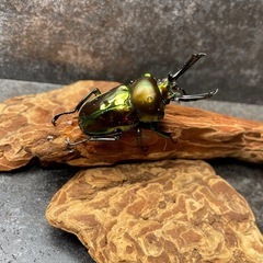 ニジイロクワガタの画像