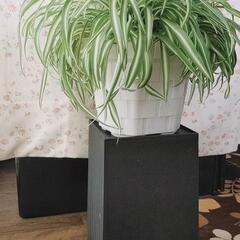 【お話し中】観葉植物☆オリヅルランの画像